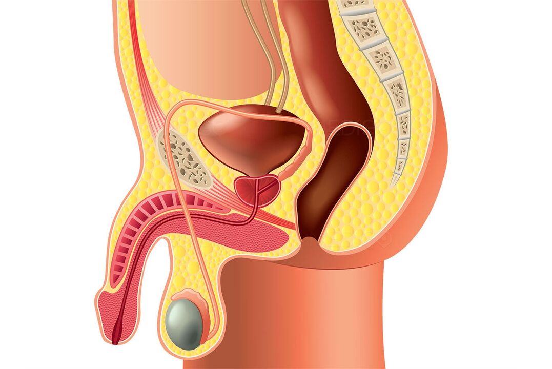 a férfi reproduktív rendszer szerkezete és a pénisz megnagyobbodása